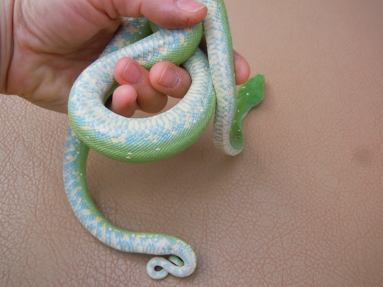 officialdaddyegbert:  pukakke:  amazontreeboa:  Aru Green Tree Python  it’s tummy