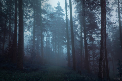 radivs:  'Myllyjarvi' 'Spider Forest' 'Forsaken' 'Fog in Forest' by Mehmet Eralp