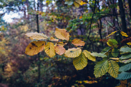 Let’s build a fort in the woods.