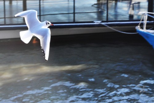 sundphotography:  Seagull in London, Nikon porn pictures