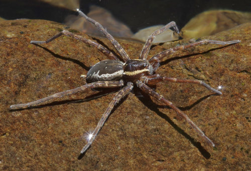Dolomedes dondalei is a native New Zealand spider adapted for hunting on water - mostly catching ins