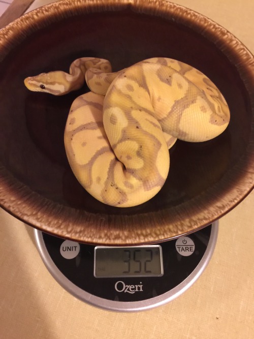 you-will-never-be-fucking-lonely: Peach is going into a shed I love this beautiful girl