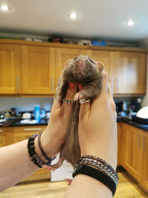 Ferret Type Boy 