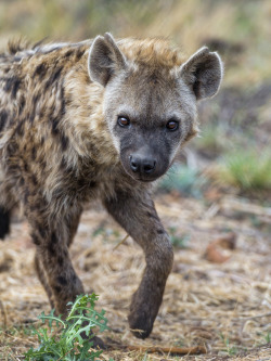 llbwwb:  Hyena looking at me (by Tambako the Jaguar)