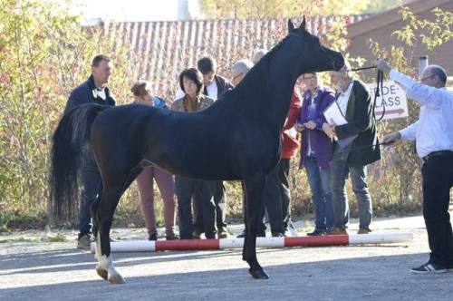 WM Nafis oxAl Lahab ox  X  Napirai oxArabian, Stallion15hhBorn 2013