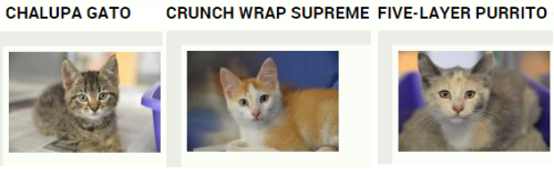 undeadrobin:undeadrobin:someone at the humane society is having funwAIT i missed the best one