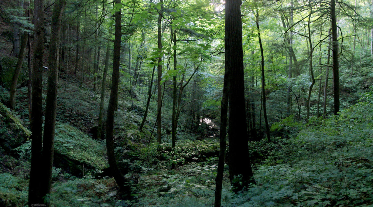 frolicingintheforest:  I live in an evergreen jungle! Just look how lush and beautiful