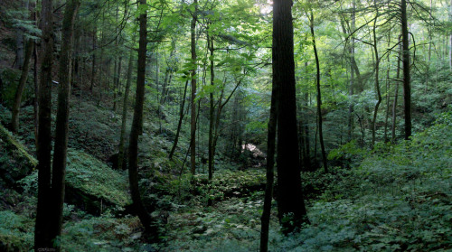 upclosefromafar: frolicingintheforest:  I live in an evergreen jungle! Just look how lush and beauti