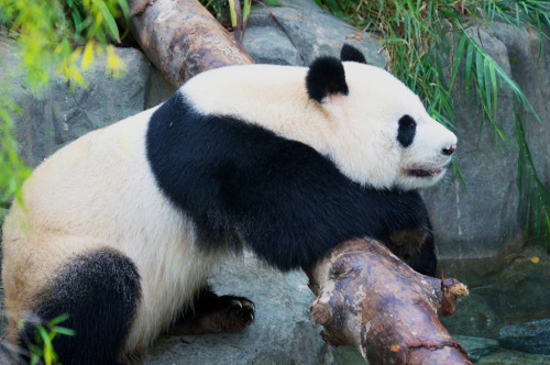 giantpandaphotos:  Kai Kai at River Safari in Singapore on May 5, 2013. © Jerry Quek. 