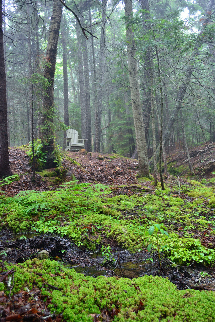 quiet-nymph:  “Foggy Forest”  by CasualCapture  
