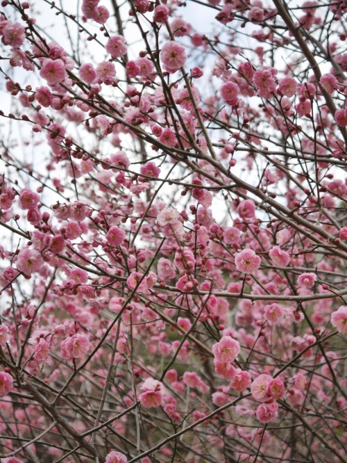 uyamt: 梅（うめ） Ume blossoms / Japanese apricot