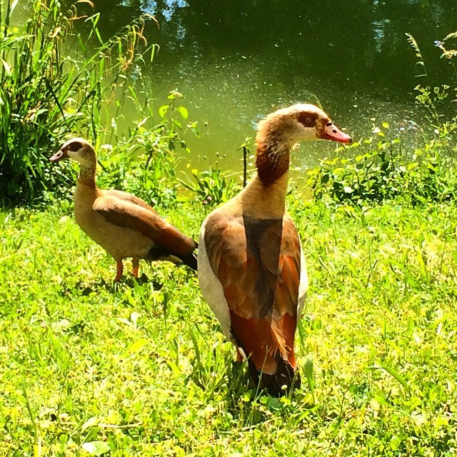 Pure #nature in the middle of #Stuttgart #animal #feuersee #igersstuttgart #igers #instanature (hier: Feuersee)