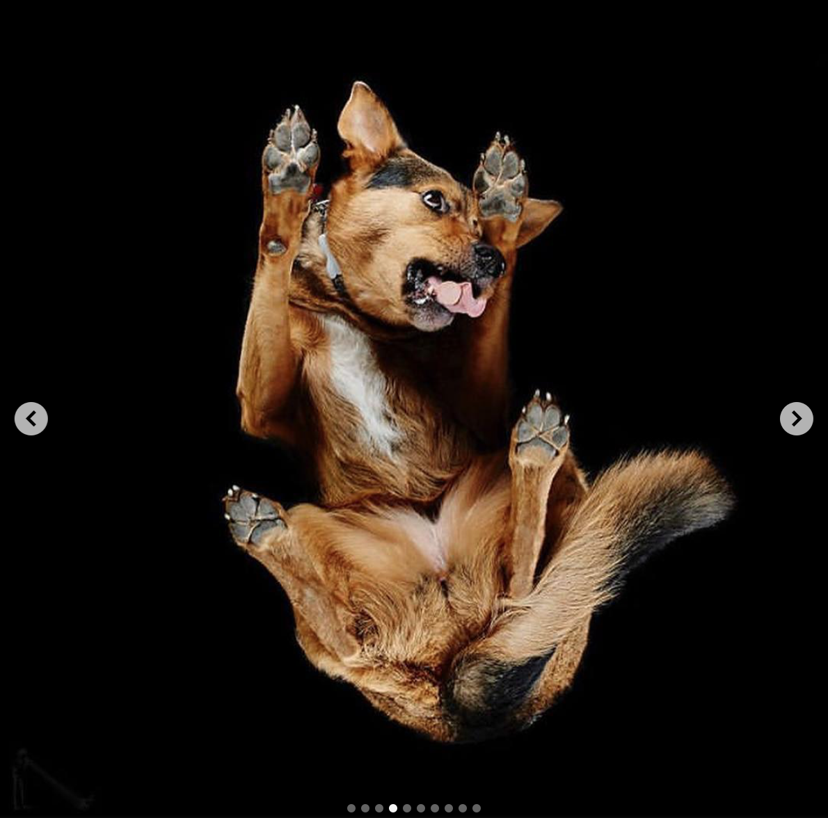 babyanimalgifs: I am morally opposed to there being glass between me an these puppies