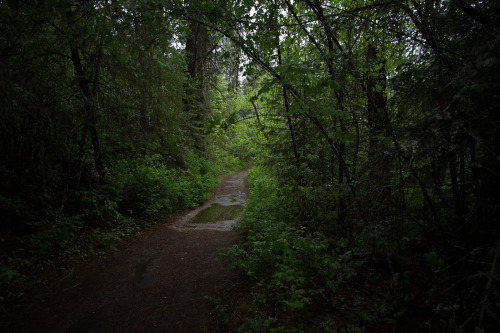 lobo-de-luna:  A good rainy day for a hike. 5-13-15