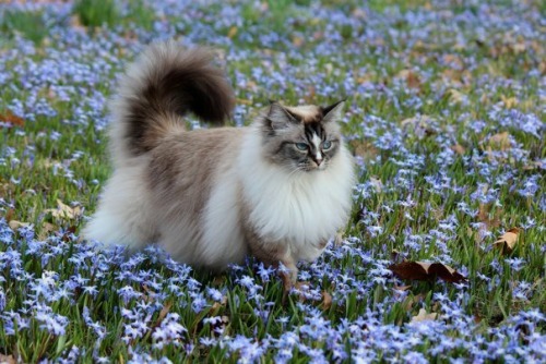 oregonfairy:this cat is so majestic