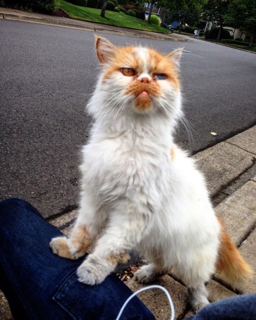 Ugly McCat #cat #cats #kitty #uglycat #uglymccat #orangecat  #yourcatphoto #purrrtastic  #bestmeow #