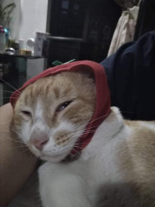 starfleetrambo:  starfleetrambo:   Boob hates it  tomatoe
