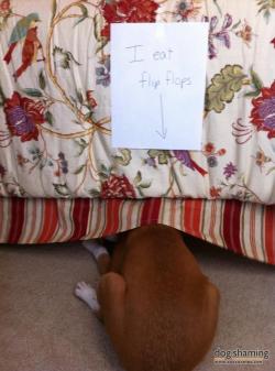 dogshaming:  If you can’t see me, you can’t scold me.  Penny hiding under the bed after being caught in the act.