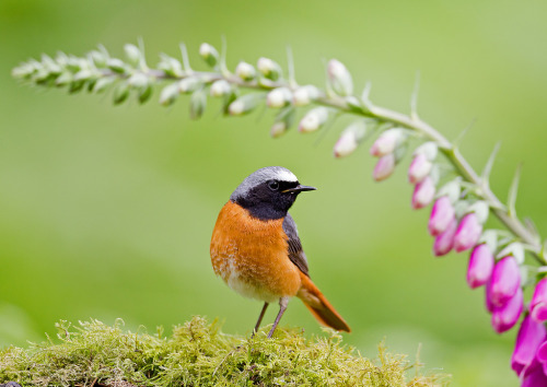 Common Redstart (Phoenicurus phoenicurus) &gt;&gt;by John Fielding (1|2)