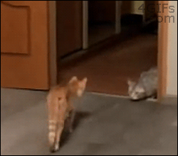 lolzpicx:  Cats are so dramatic 