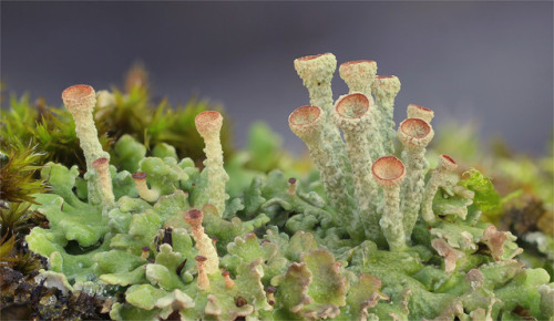 wapiti3: LICHENS vor dem Harz photos