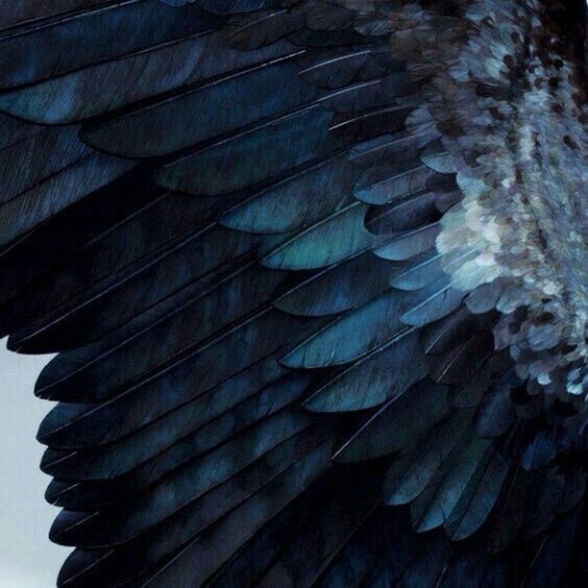 supine-aesthetic: image description: outstretched wing with feathers in an ombré from light to dark blue  