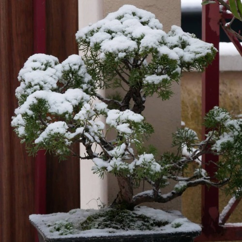 #winter #instasnow #hiver #snow #neige #bonsai #aLattaquehttps://www.instagram.com/p/CLFR76fgNFG/?ig