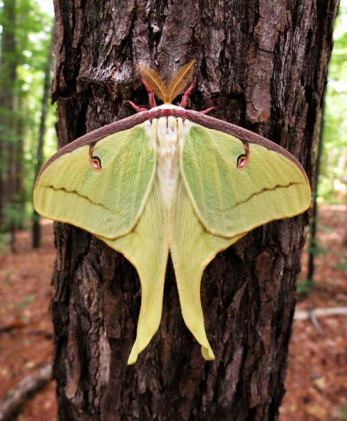 lovingexotics:Luna Moth Actias lunaSource: Here 