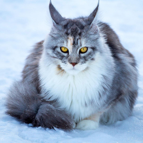 inkxlenses:Queens of Winter | by mainecoonqueens