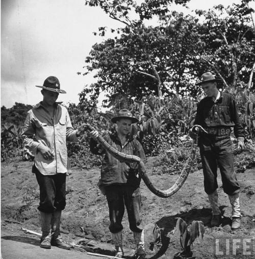 Defending the Panama Canal(Thomas McAvoy. 1939)