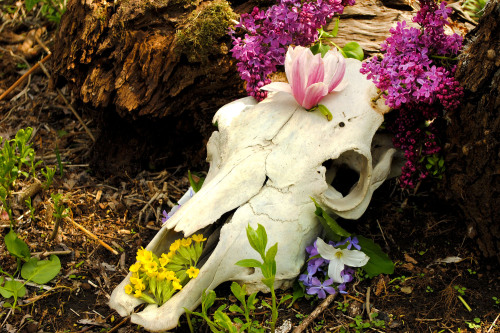 lesbeauan:pinesmoke:bones and blooms.[Image description: A series of three photos depicting animal s