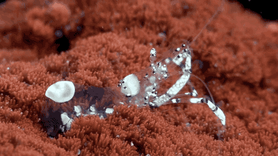 Transparent Cleaner Shrimp. [video]