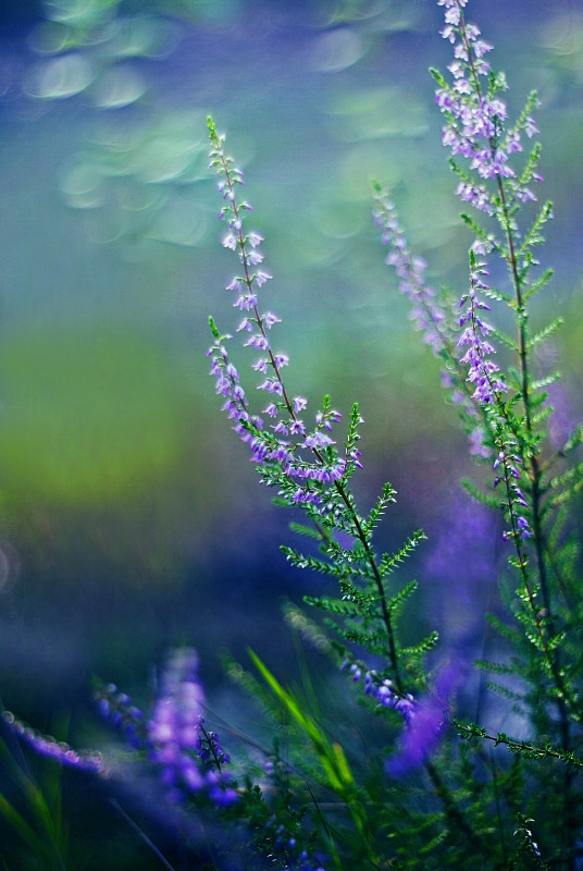 missfairyblossom:   August Heather by Justine1985 
