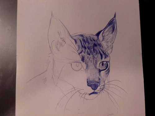 A sketch a day? tryiiiing haaaaard XDDDDSketch of an Iberian Lynx. ____________________I wish to let