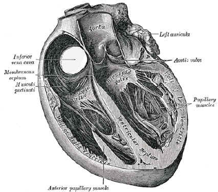 Illustrations from Gray&rsquo;s Anatomy