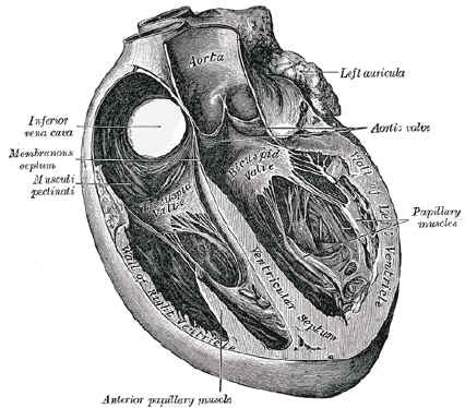 Illustrations from Gray’s Anatomy