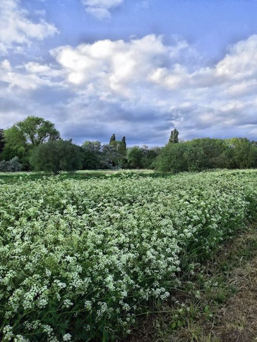 thegreenwoodtree:  - South Norwood Country Park, London, UK, May 2014 I still can’t get over how beautiful the park was today, with great swags of hawthorn blossom and soft carpets of cow parsley as far as you could see.