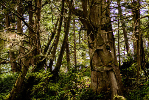 darkcoastphotography:Botany Bay, Port Renfrew, British Columbia (Insta)2017