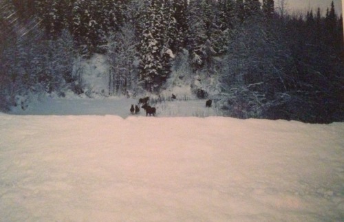  Alaska, 1998 