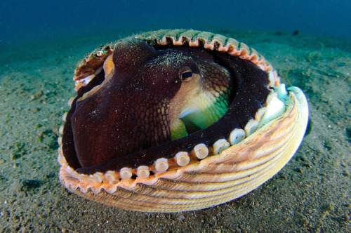 captain-jane-schway: Holy shit you guys coconut octopi are the most precious animals in the world So