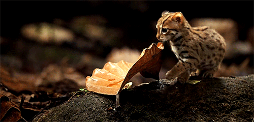 acetheticallynice:He may fit in the palm of your hand but this rusty spotted cat is nearly fully gro