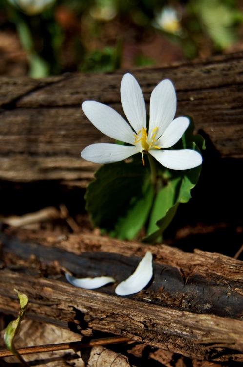 mill24-ph:Loves Me, Loves Me Not: Burlington, Ontario, CanadaSanguinaria Canadensis