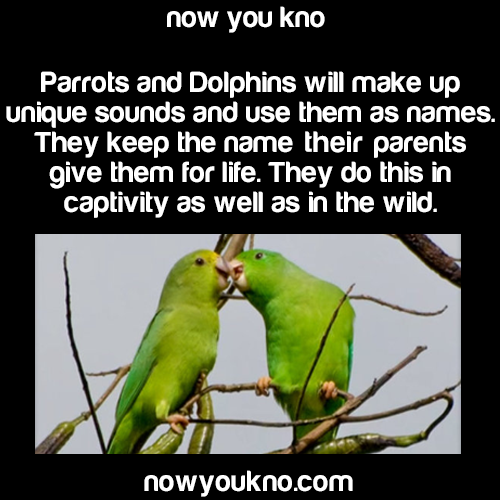 andre-pyronic:  wriftbird:  nowyoukno:  Source for more facts follow NowYouKno