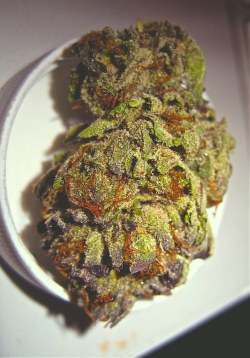 cannabis-vibes:  Those purple tips 