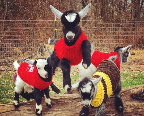 BABY GOATS