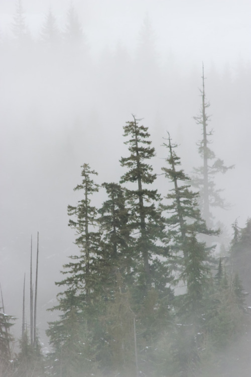 comoxphotography: Forbidden plateau beneath a sea of fog.