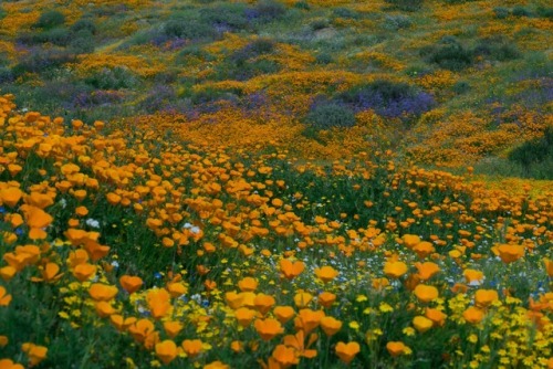 Enjoying the super bloom of wildflowers here in Southern California. March 2017