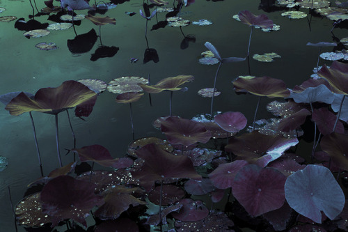Marilyn Mugot (French, b. Paris, France) - From Venus Gardens project, Photography