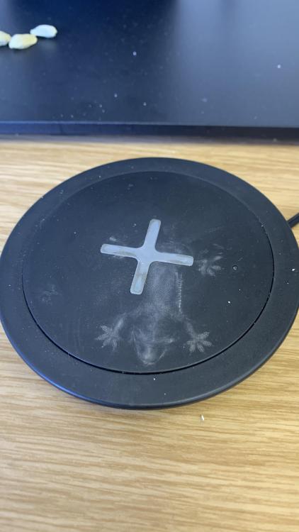 divergentcourse:A lizard fell from the ceiling and left this dusty imprint on my wireless charger.