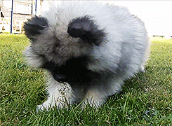 theseweirddreams:  Keeshond Puppy vs Dandelion (x)         